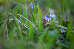 Liverwort, detail Liverwort, detail
